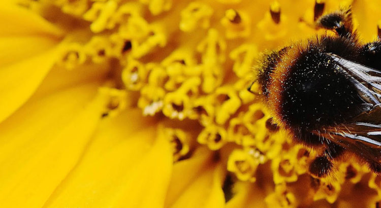 Hummeln (Bombus) mögen Sonnenblumen