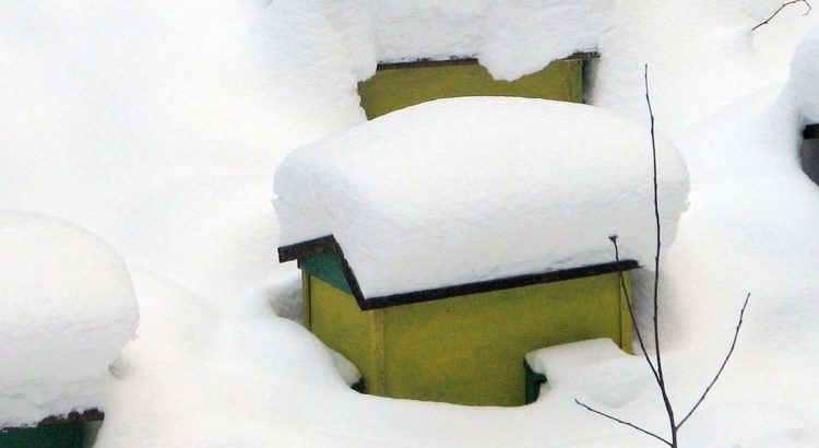 Bienen im Winter