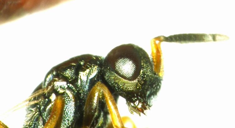 Nasonia vitripennis, Quelle: Prof. Dr. Joachim Ruther, Universität Regensburg