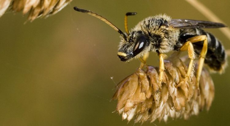 Bild: Deutsche Wildtier Stiftung (©)