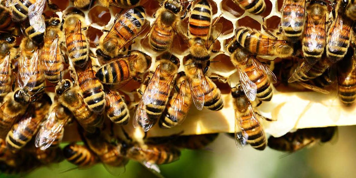 bienen_schwarm