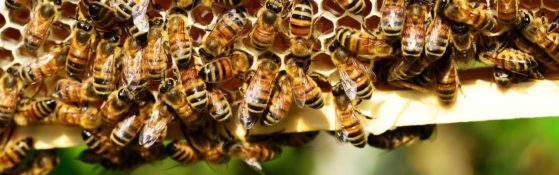 bienen_schwarm