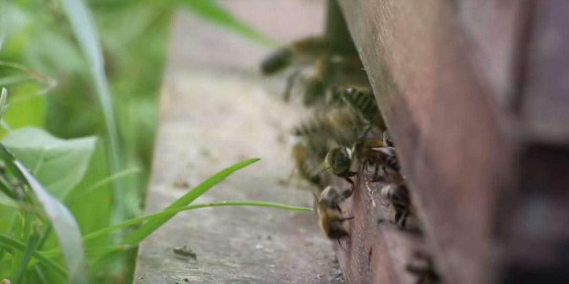 bienenvideo