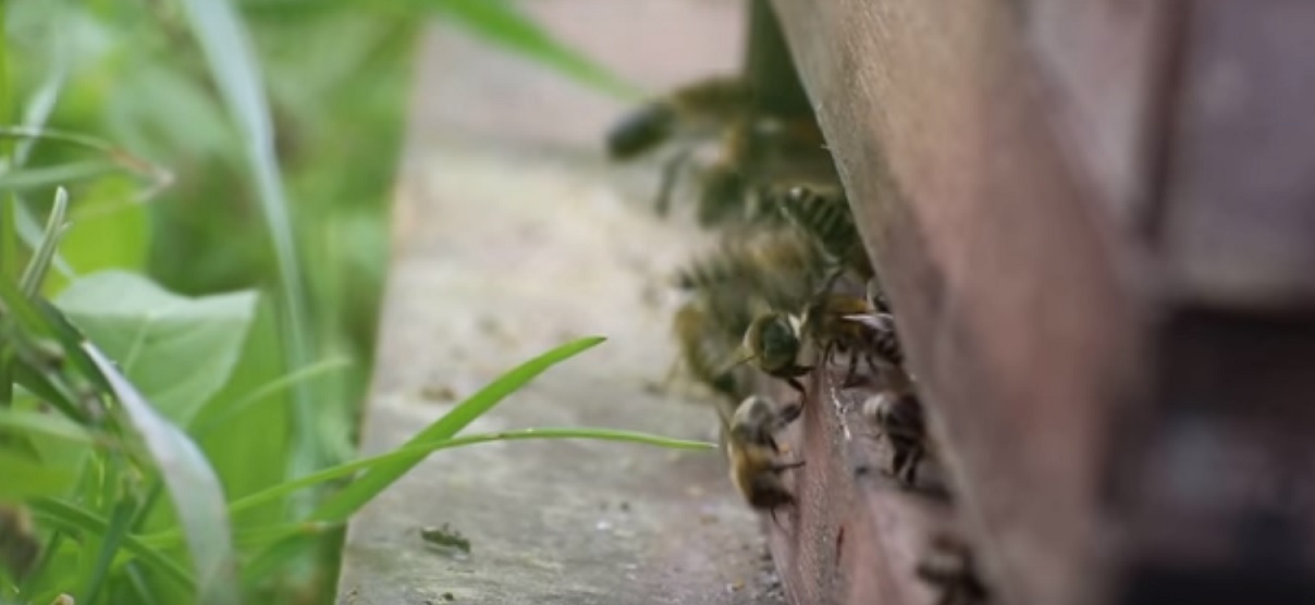 bienenvideo