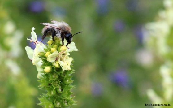 wildbee