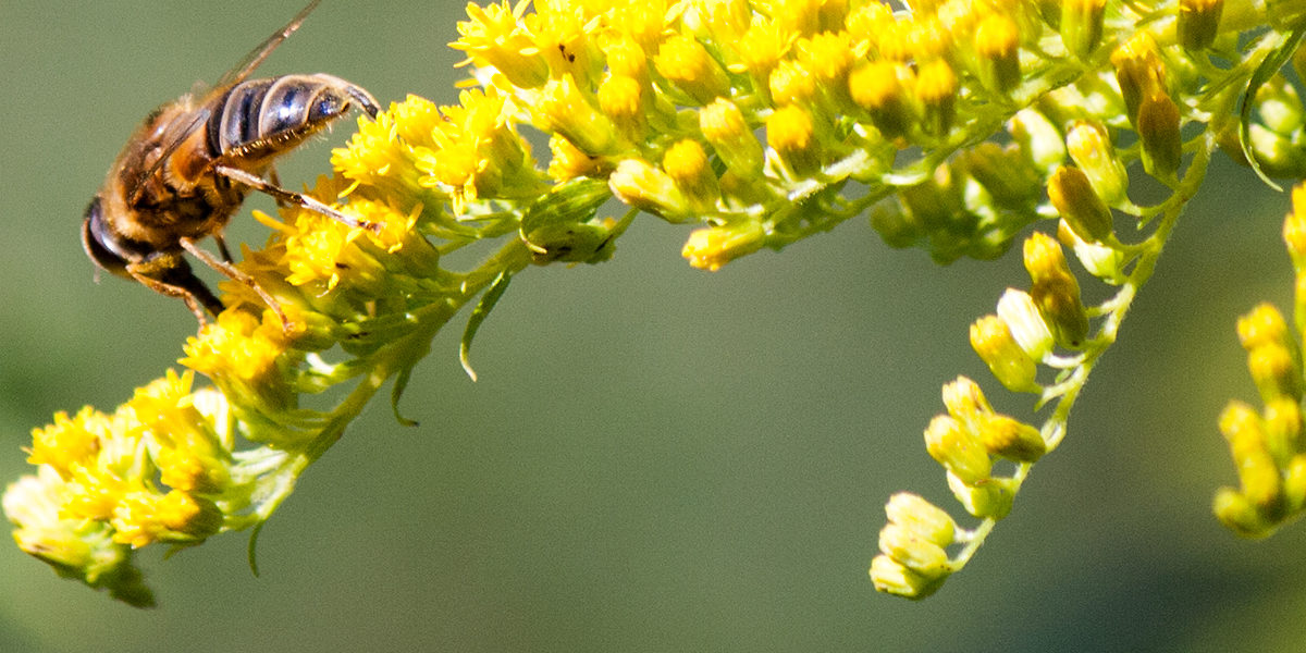 Schon Und Bienenfreundlich Bunte Bluhende Garten Auch Im Herbst Honig Und Bienen