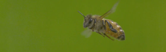 biene-fliegt2