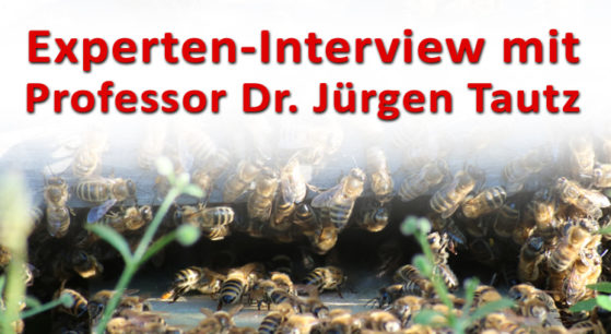 Experten-Interview-Bienen