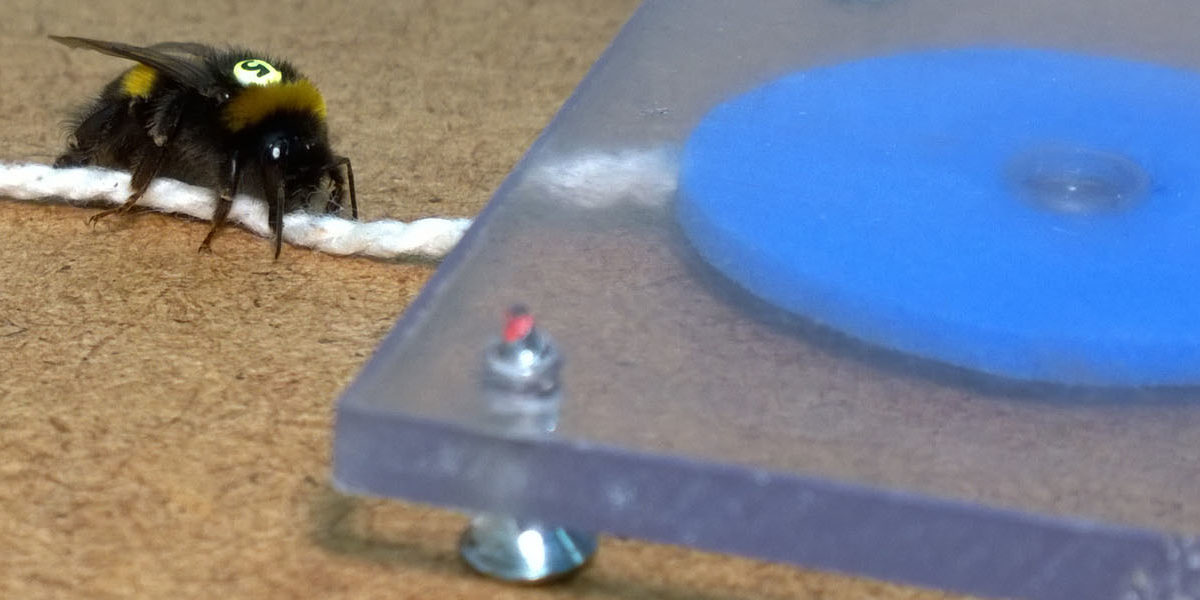 string-pulling-bumblebee-olli-loukola-2016