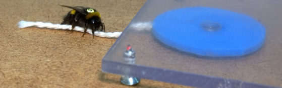 string-pulling-bumblebee-olli-loukola-2016