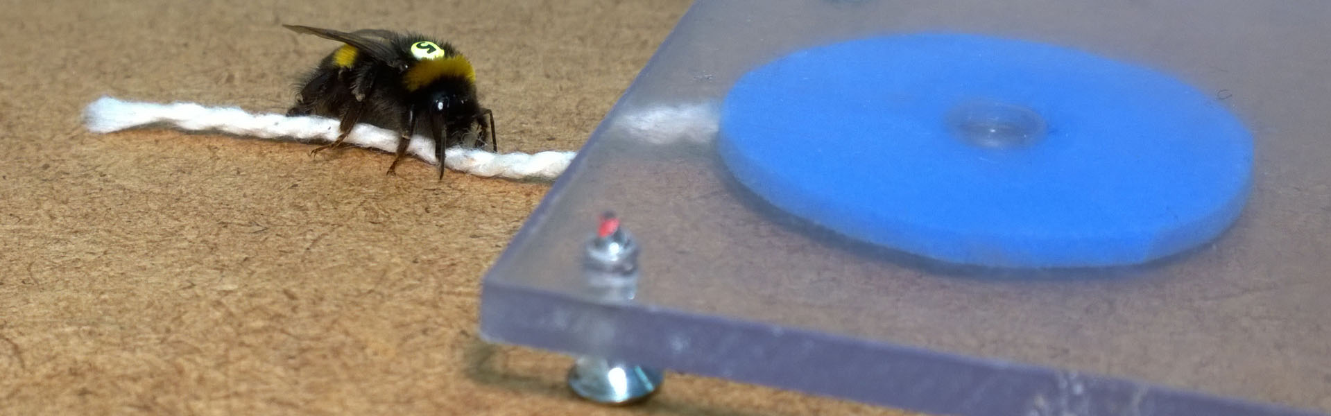 string-pulling-bumblebee-olli-loukola-2016