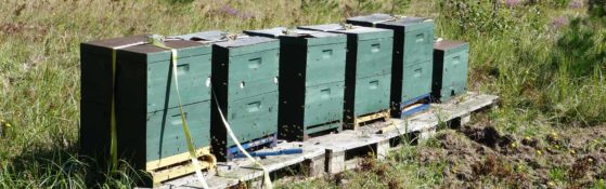 bienenscharm