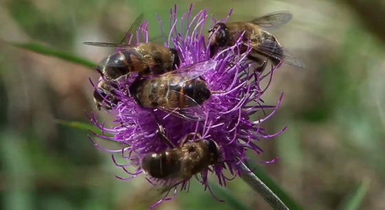 blueten Bienen und Blueten