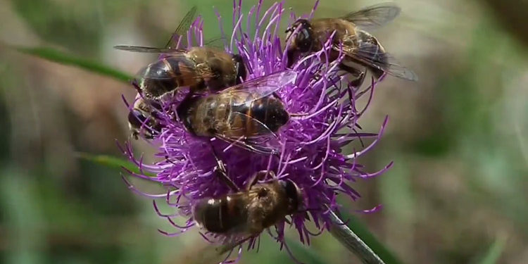blueten Bienen und Blueten