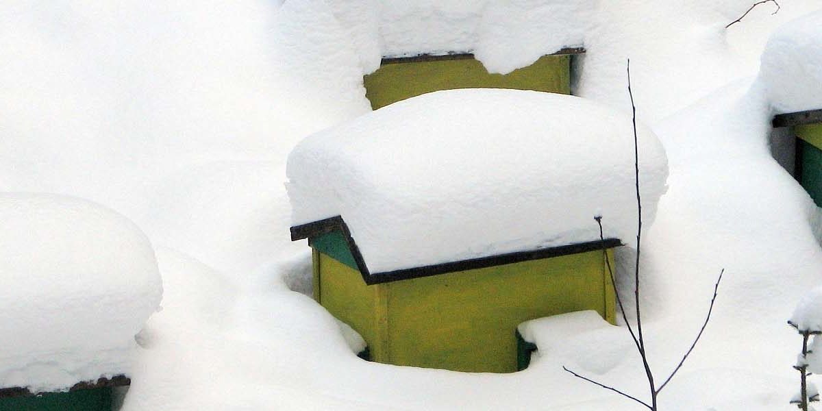 Bienen im Winter Bienen im Winter