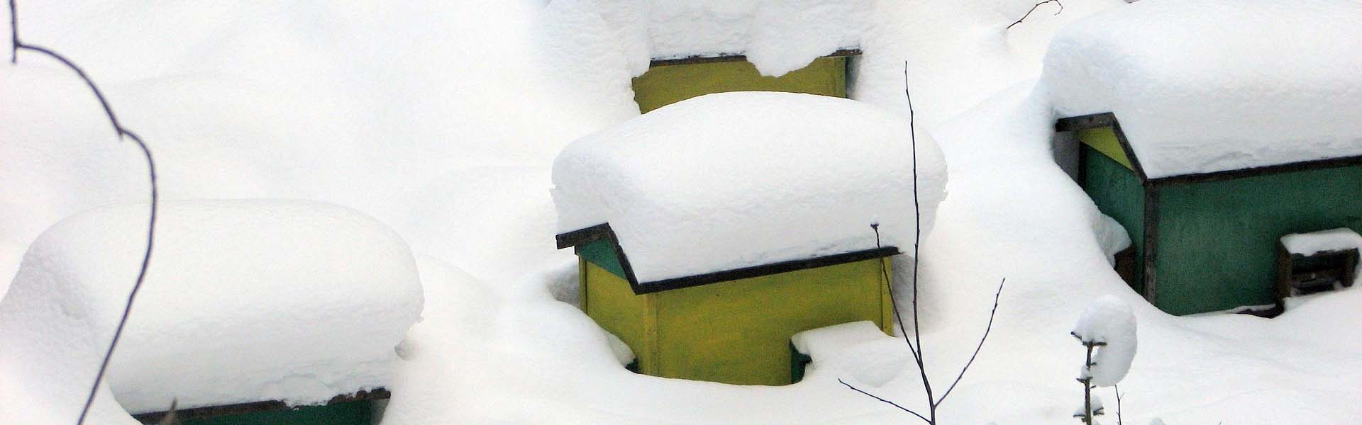 Bienen im Winter Bienen im Winter