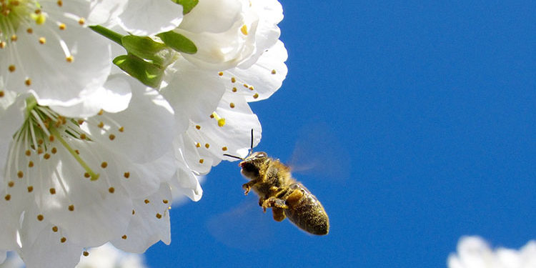 GVO-Anbauverbot in Deutschland GVO-Anbauverbot in Deutschland