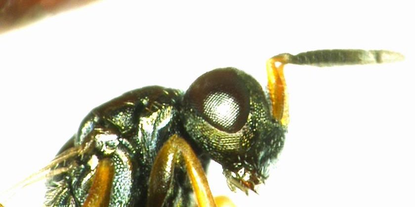 Nasonia vitripennis, Quelle: Prof. Dr. Joachim Ruther, Universität Regensburg Nasonia vitripennis, Quelle: Prof. Dr. Joachim Ruther, Universität Regensburg