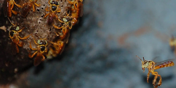 Wächterinnen am Stockeingang der Art Scaptotrigona depilis