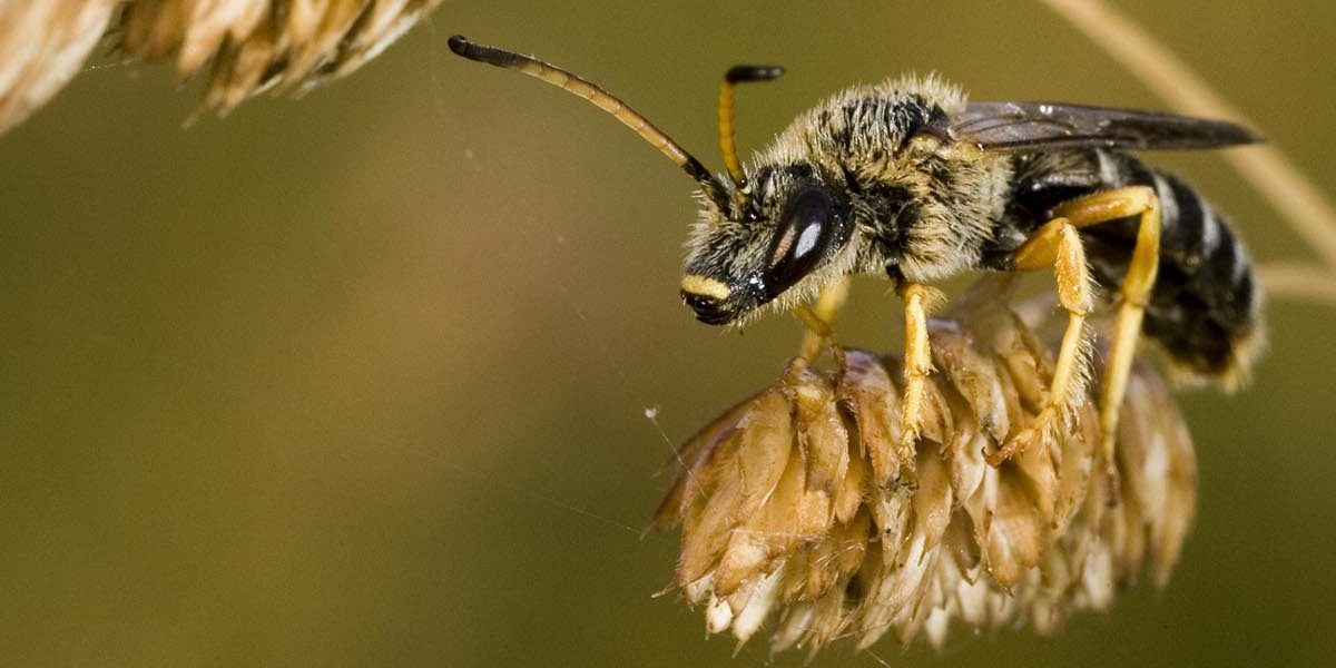 Bild: Deutsche Wildtier Stiftung (©) Bild: Deutsche Wildtier Stiftung (©)