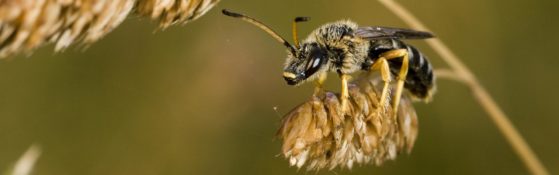 Bild: Deutsche Wildtier Stiftung (©) Bild: Deutsche Wildtier Stiftung (©)
