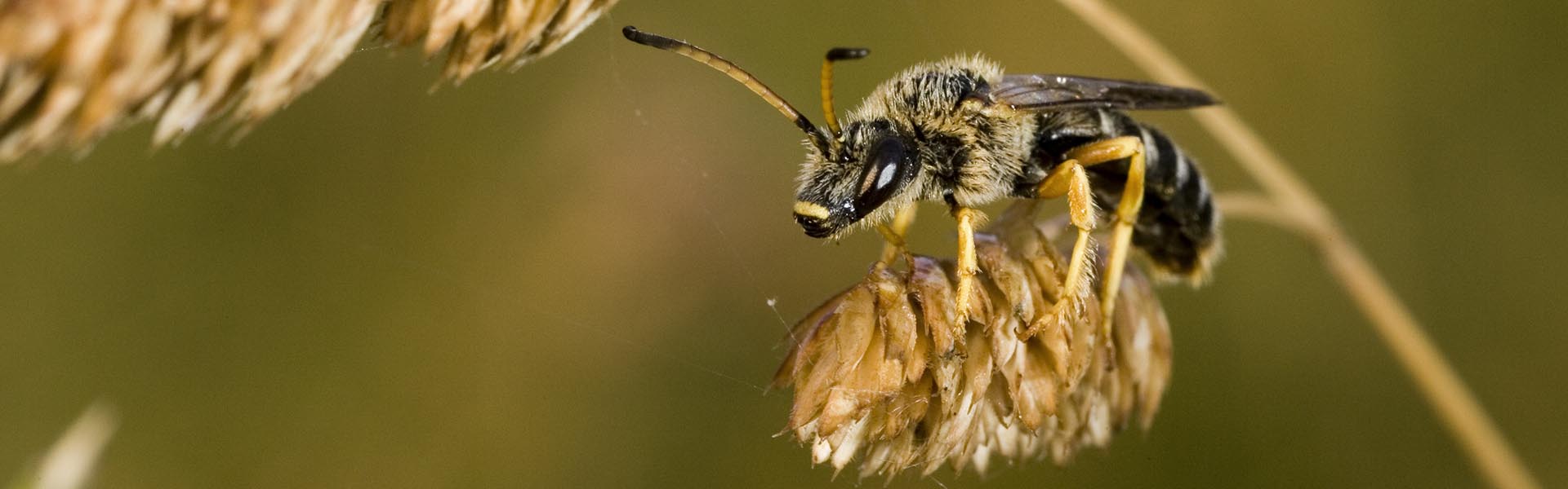 Bild: Deutsche Wildtier Stiftung (©)