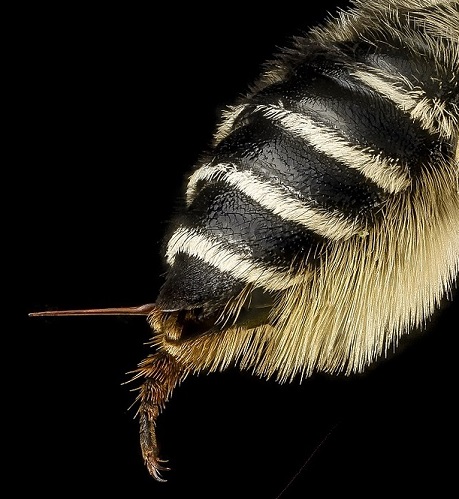 Bienenstachel einer Blattschneiderbiene
