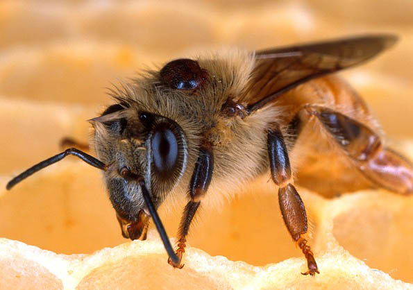 Varroamilbe auf Biene