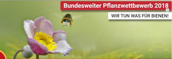 wirtunwasfuerbienen