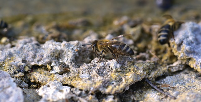 Sandige, unversiegelter Boden als Nisthilfe für Bienen