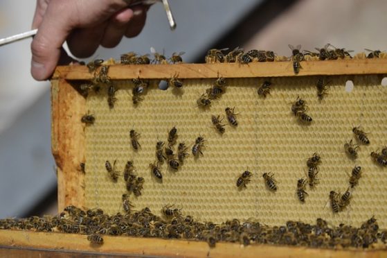 Bienenwabe enthält Wasser