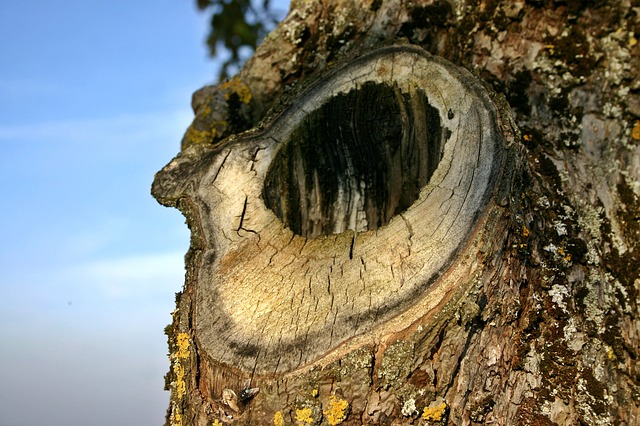 Baumhöhlen sind die Heimat von wilden Honigbienen.