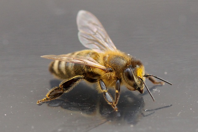 Bienen haben Tausende von Einzelaugen.