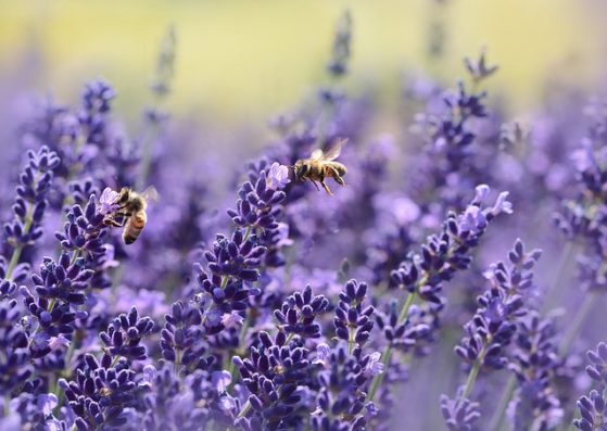 bienenfreundliches Gärtnern
