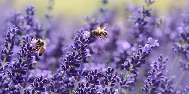 bienenfreundliches Gärtnern