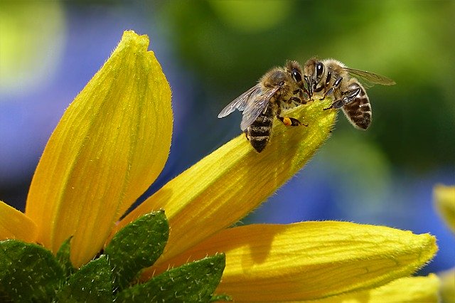 Bienenmann oder Bienenmädchen? 