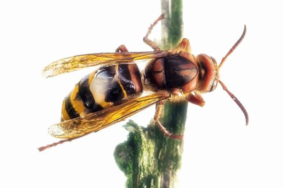 Hornissenkönigin Hornissenkönigin