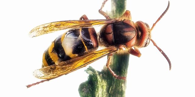 Hornissenkönigin Hornissenkönigin