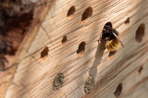 5 Fakten und Mythen über Bienen und Honig 5 Fakten und Mythen über Bienen und Honig