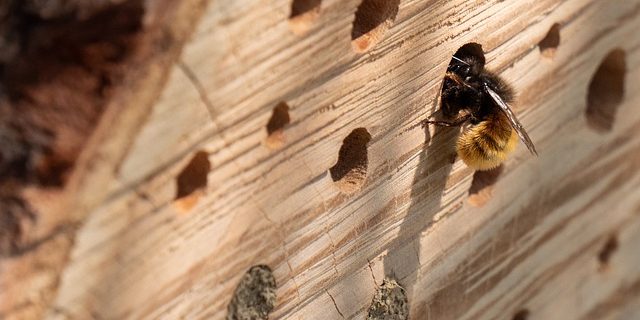 5 Fakten und Mythen über Bienen und Honig 5 Fakten und Mythen über Bienen und Honig
