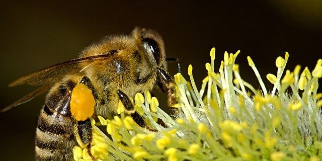 westliche Honigbiene westliche Honigbiene