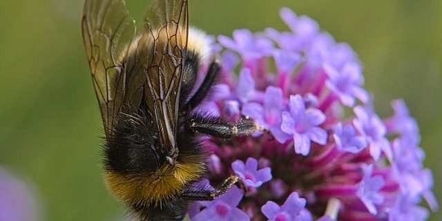 Die Entwicklungsgeschichte der Bienen Die Entwicklungsgeschichte der Bienen