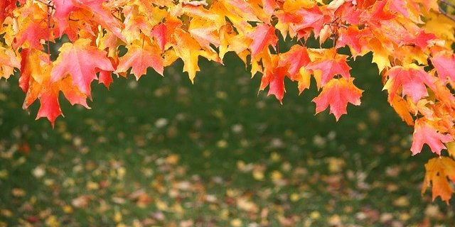 Das Bienenjahr im September