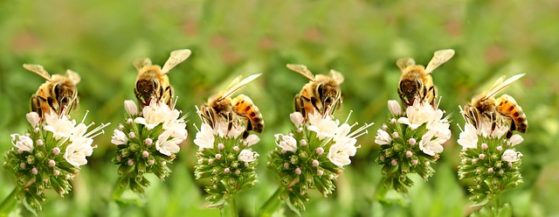 Bienenweide anlegen