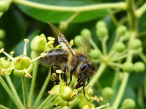 Charakter von bienen