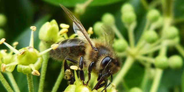 Charakter von bienen
