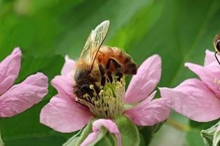 Bienenrassen