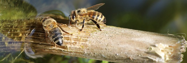Bienentränke