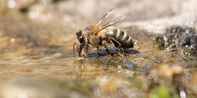 Bienentränke
