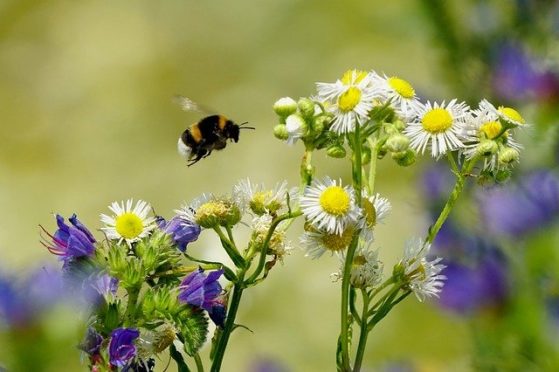 Hummel fliegen